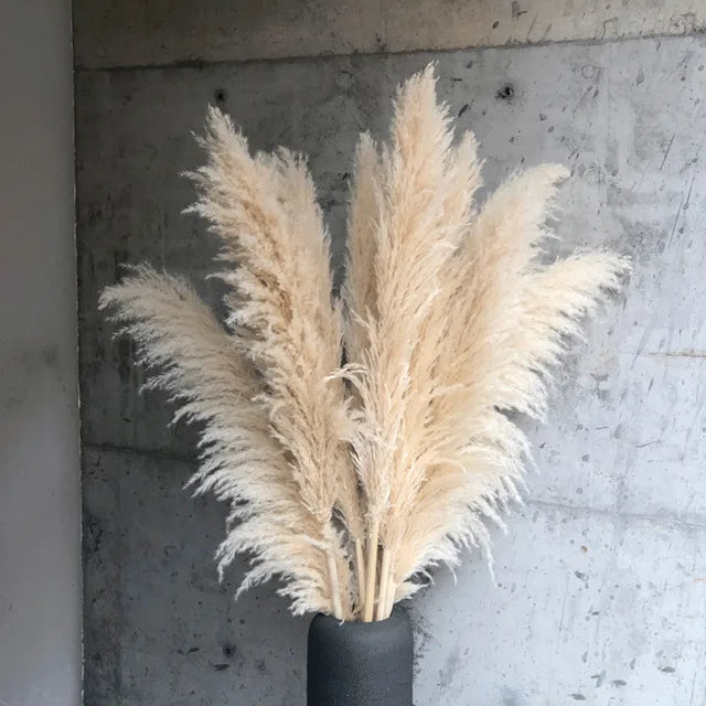 Natural Dried Pampas Grass | Boho Wall Decor & Floral Arrangement