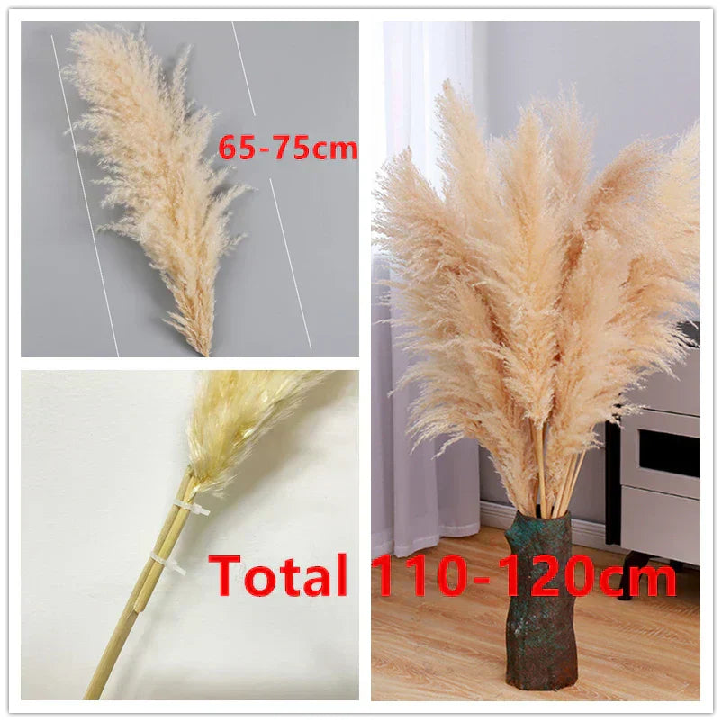 Natural Dried Pampas Grass | Boho Wall Decor & Floral Arrangement