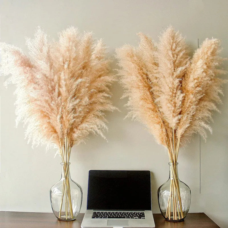 Natural Dried Pampas Grass | Boho Wall Decor & Floral Arrangement