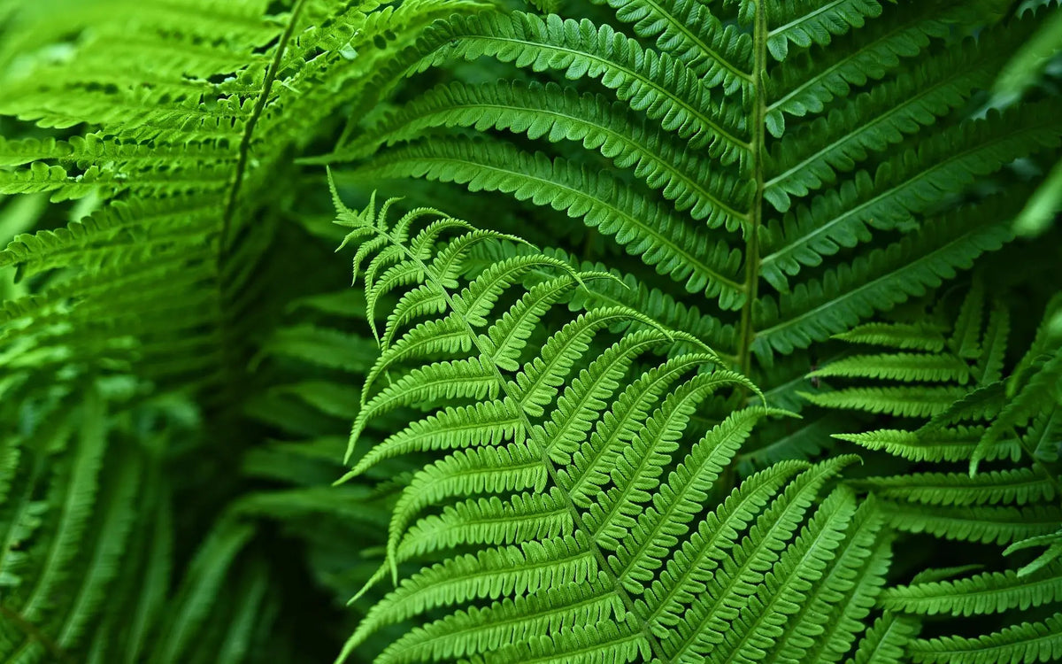 UV-Resistant Faux Boston Fern | Artificial Outdoor Patio Plant