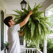 UV-Resistant Faux Boston Fern | Artificial Outdoor Patio Plant
