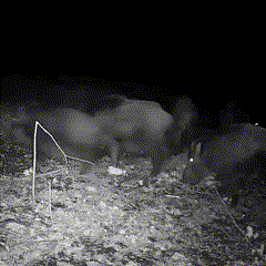 Outdoor Night Vision Trail Camera | Waterproof Wildlife Game Cam