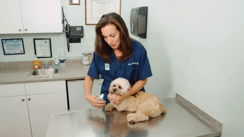 Dog & Cat Nail Clippers | Professional Safety Guard Claw Trimmer