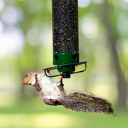Squirrel-Proof Wild Bird Feeder | Heavy Duty Outdoor Seed Dispenser