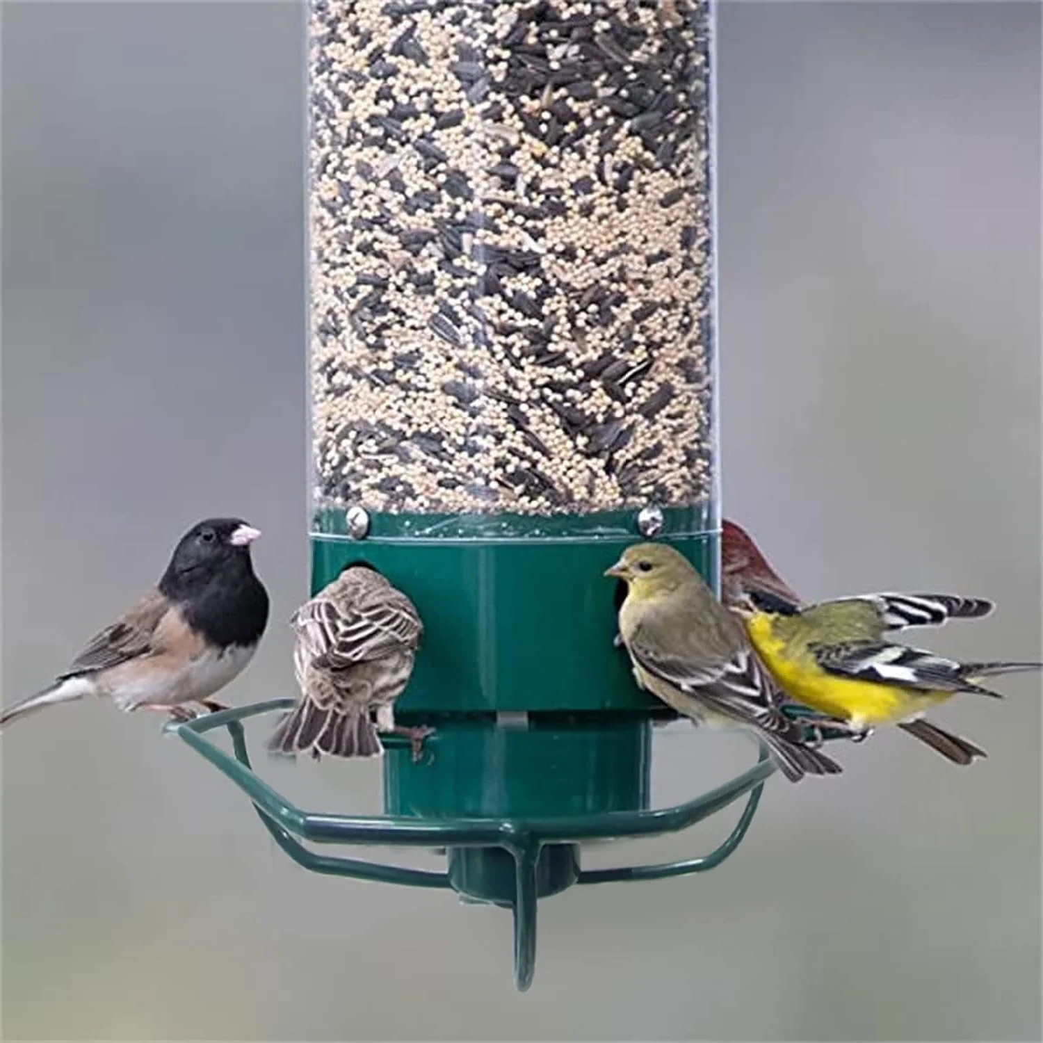 Squirrel-Proof Wild Bird Feeder | Heavy Duty Outdoor Seed Dispenser