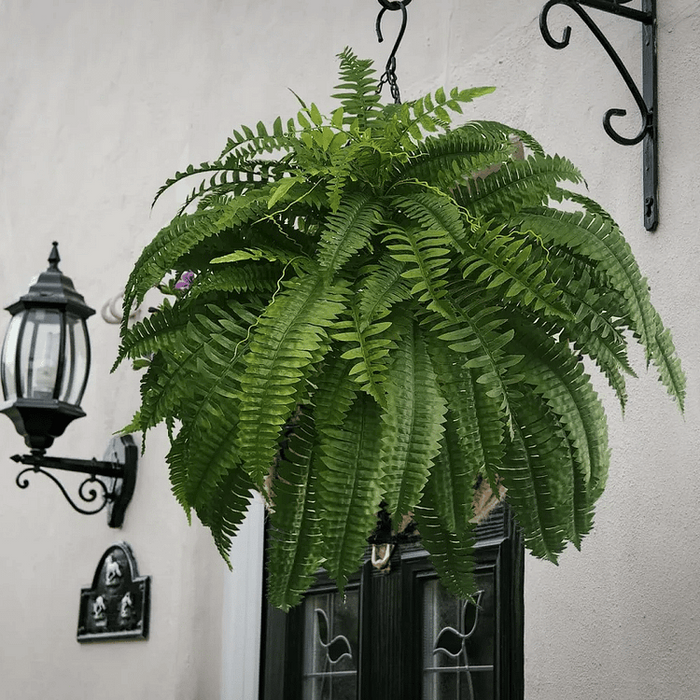 UV-Resistant Faux Boston Fern | Artificial Outdoor Patio Plant