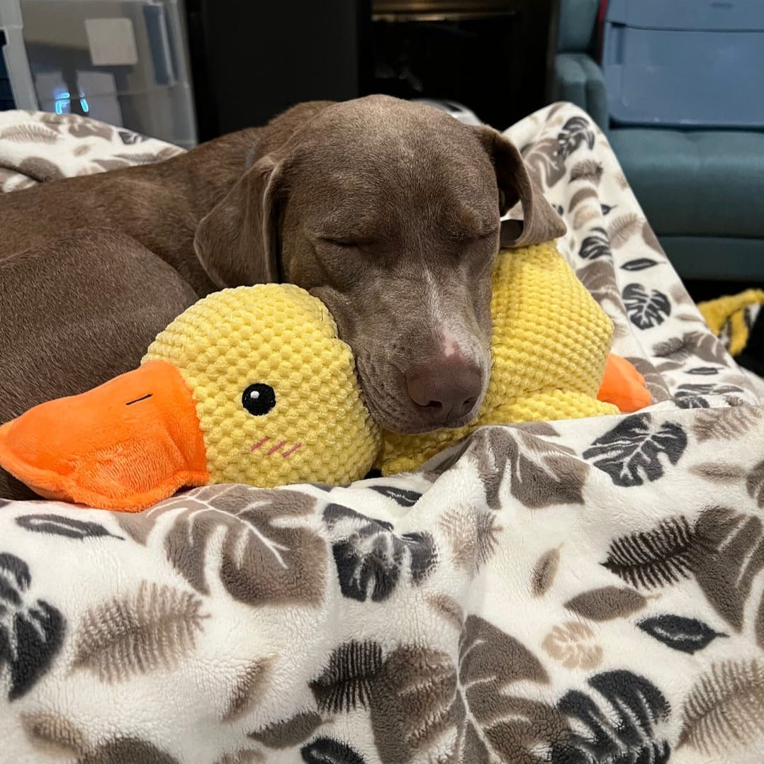 Calming Duck Dog Toy, Anti-Anxiety Plush Pet Comfort
